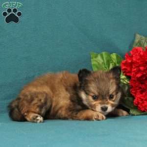 Ellie, Pomeranian Puppy